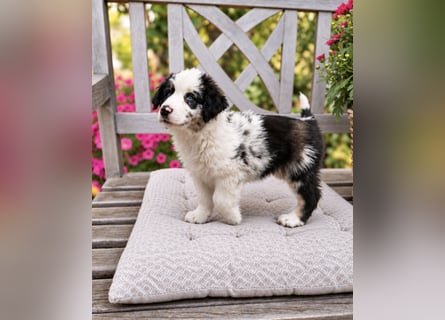 Miniature Australian Shepherd Welpen mit Papieren