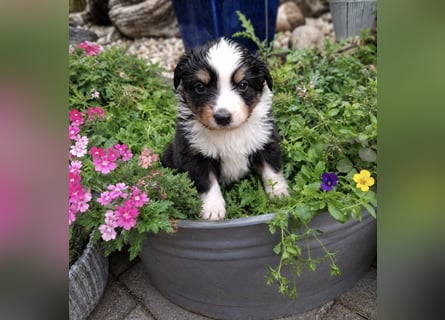 Mini Miniature Australian Shepherd Welpen mit Papieren