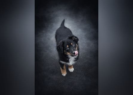 Miniature Australian Shepherd Welpen mit Papieren