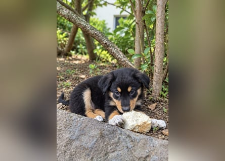 Unsere wunderschönen Miniature Australian Shepherd Welpen machen sich bereits jetzt auf die Suche na