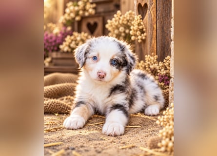Unsere wunderschönen Miniature Australian Shepherd Welpen machen sich bereits jetzt auf die Suche na