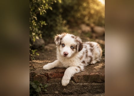 Miniature Australian Shepherd Welpen mit Papieren
