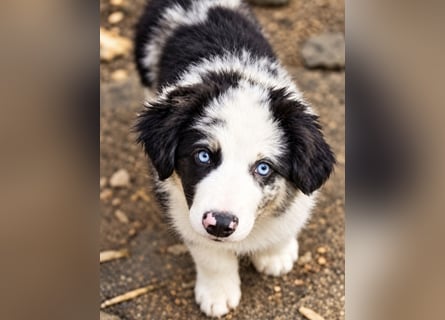 Miniature Australian Shepherd Welpen mit Papieren