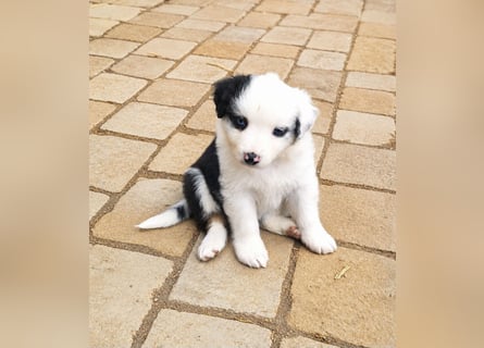 Miniature Australian Shepherd Welpen mit Papieren