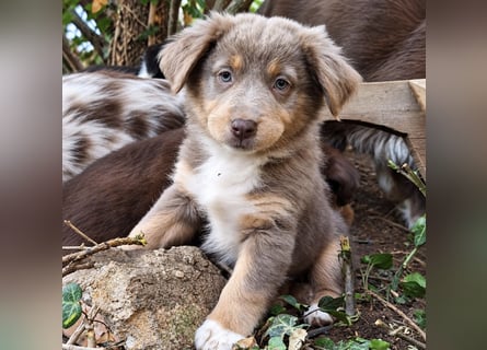 Unsere wunderschönen Miniature Australian Shepherd Welpen machen sich bereits jetzt auf die Suche na