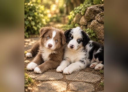 Miniature Australian Shepherd Welpen mit Papieren