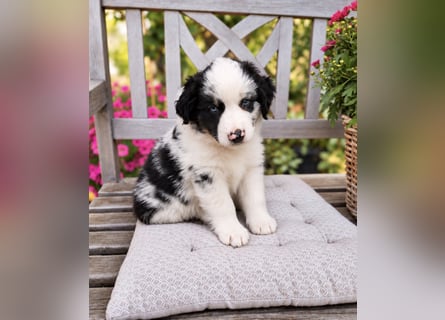 Miniature Australian Shepherd Welpen mit Papieren
