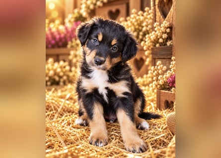 Unsere wunderschönen Miniature Australian Shepherd Welpen machen sich bereits jetzt auf die Suche na