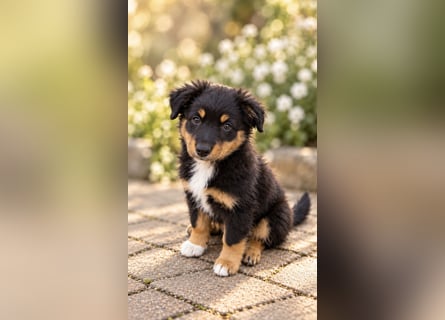 Mini Miniature Australian Shepherd Welpen mit Papieren
