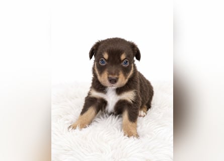 Unsere wunderschönen Miniature Australian Shepherd Welpen machen sich bereits jetzt auf die Suche na
