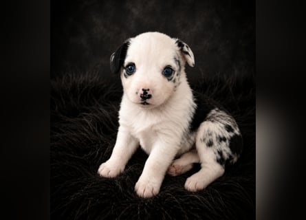 Miniature Australian Shepherd Welpen mit Papieren