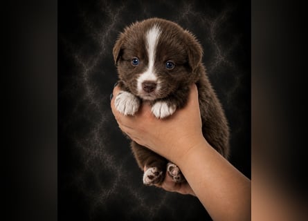 Miniature Australian Shepherd Welpen mit Papieren