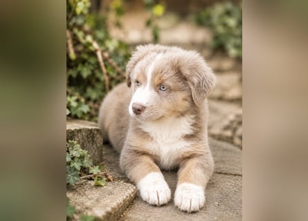 Miniature Australian Shepherd Welpen mit Papieren