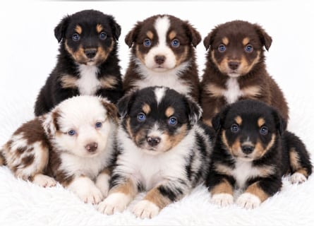 Unsere wunderschönen Miniature Australian Shepherd Welpen machen sich bereits jetzt auf die Suche na