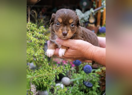 Mini Miniature Australian Shepherd Welpen mit Papieren