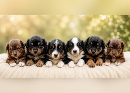Mini Miniature Australian Shepherd Welpen mit Papieren