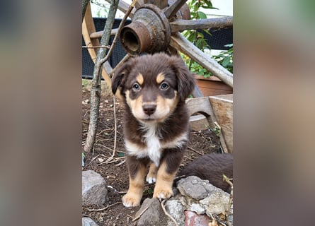 Unsere wunderschönen Miniature Australian Shepherd Welpen machen sich bereits jetzt auf die Suche na