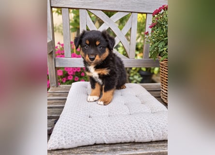 Mini Miniature Australian Shepherd Welpen mit Papieren