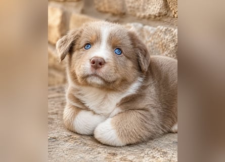 Miniature Australian Shepherd Welpen mit Papieren