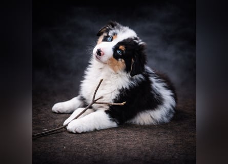 Miniature Australian Shepherd Welpen mit Papieren