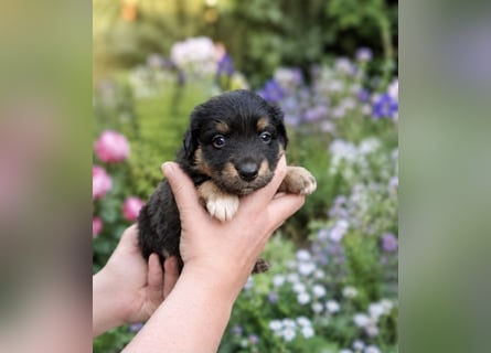 Mini Miniature Australian Shepherd Welpen mit Papieren