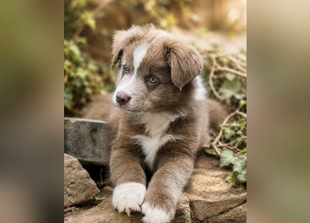 Miniature Australian Shepherd Welpen mit Papieren