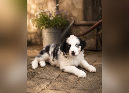 Miniature Australian Shepherd Welpen mit Papieren