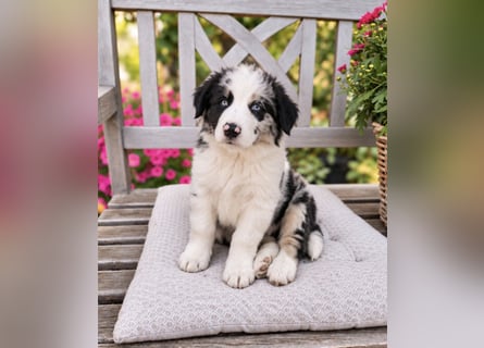 Miniature Australian Shepherd Welpen mit Papieren