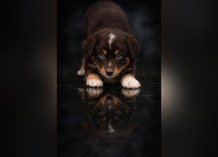 Miniature Australian Shepherd Welpen mit Papieren