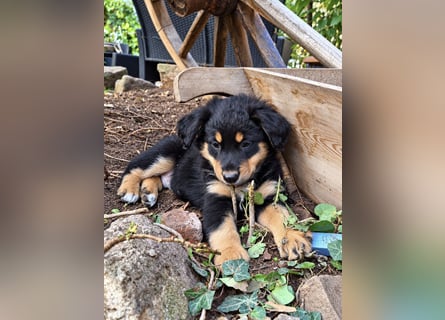 Unsere wunderschönen Miniature Australian Shepherd Welpen machen sich bereits jetzt auf die Suche na