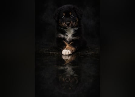 Miniature Australian Shepherd Welpen mit Papieren