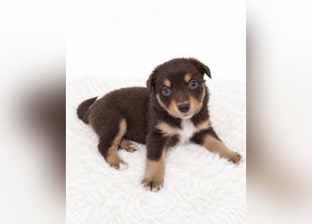Unsere wunderschönen Miniature Australian Shepherd Welpen machen sich bereits jetzt auf die Suche na