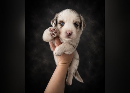 Miniature Australian Shepherd Welpen mit Papieren