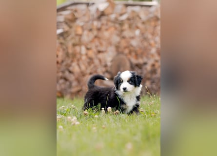 Mini Australian shepherd Auszugbereit
