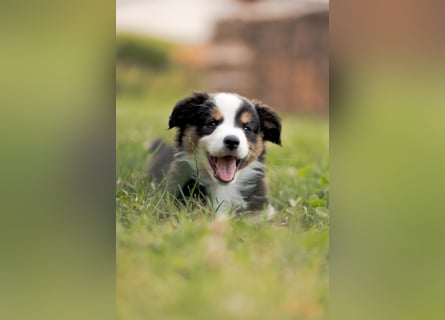 Mini Australian shepherd Auszugbereit