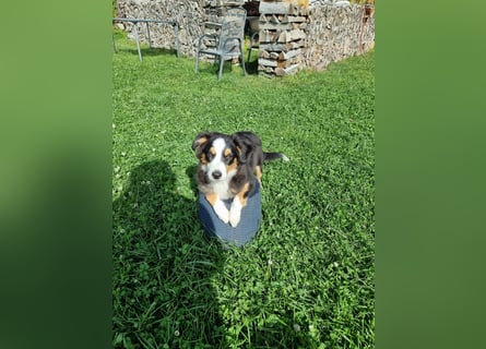 Mini Australian shepherd Auszugbereit