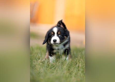 Mini Australian shepherd Auszugbereit