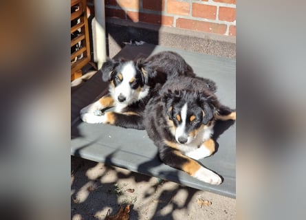 Mini Australian shepherd Auszugbereit
