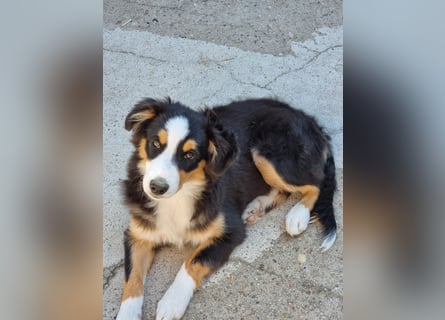 Mini Australian shepherd Auszugbereit