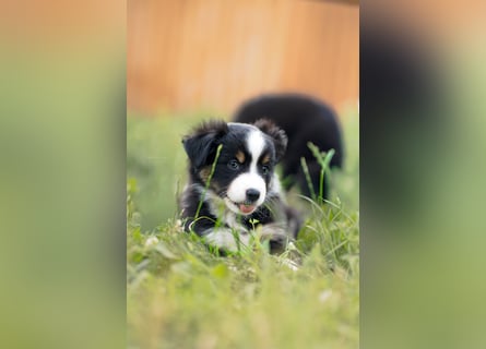 Mini Australian shepherd Auszugbereit