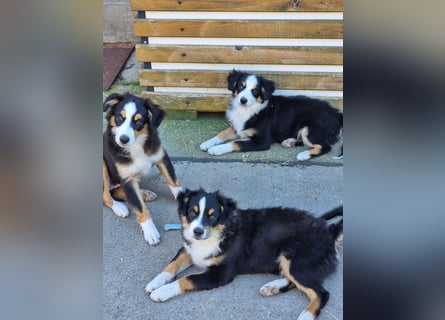 Mini Australian shepherd Auszugbereit