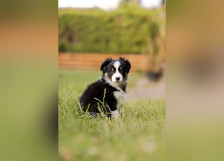 Mini Australian shepherd Auszugbereit