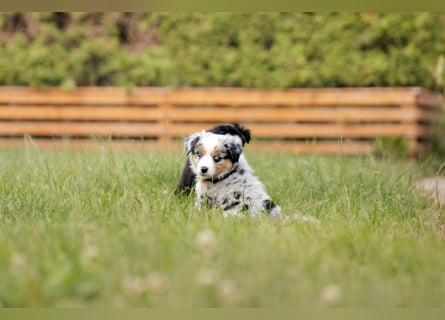Mini Australian shepherd Auszugbereit