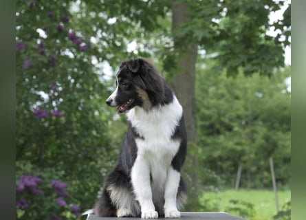 Exklusiver Miniature Australian Shepherd Junghund für aktive Rassekenner