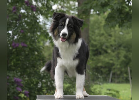 Exklusiver Miniature Australian Shepherd Junghund für aktive Rassekenner