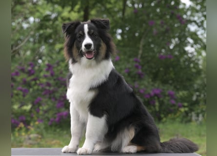 Exklusiver Miniature Australian Shepherd Junghund für aktive Rassekenner