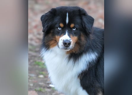 5 ⭐️ ⭐️ ⭐️ ⭐️ ⭐️ Zuhause für außergewöhnlichen Traumhund gesucht