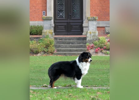 5 ⭐️ ⭐️ ⭐️ ⭐️ ⭐️ Zuhause für außergewöhnlichen Traumhund gesucht