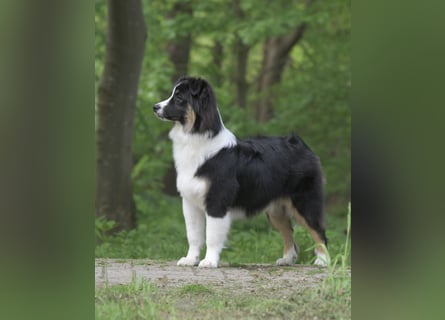 Exklusiver Miniature Australian Shepherd Junghund für aktive Rassekenner