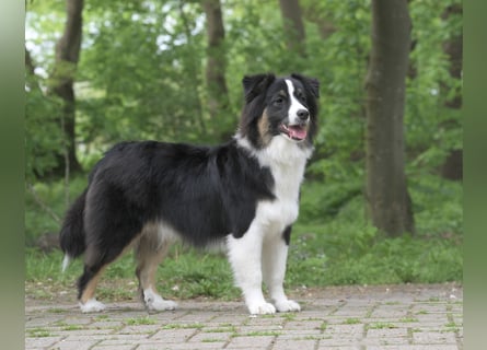 Exklusiver Miniature Australian Shepherd Junghund für aktive Rassekenner